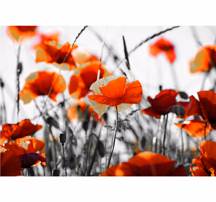 Tapisserie coquelicots prairie vivante - TenStickers