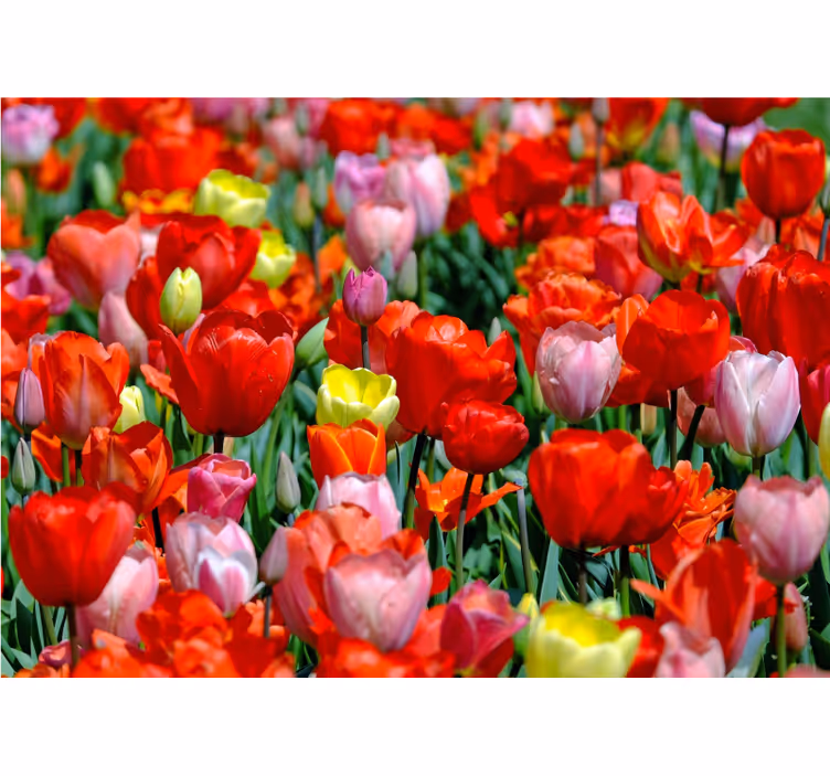 Tapisserie fleur prairie de tulipes colorées - TenStickers