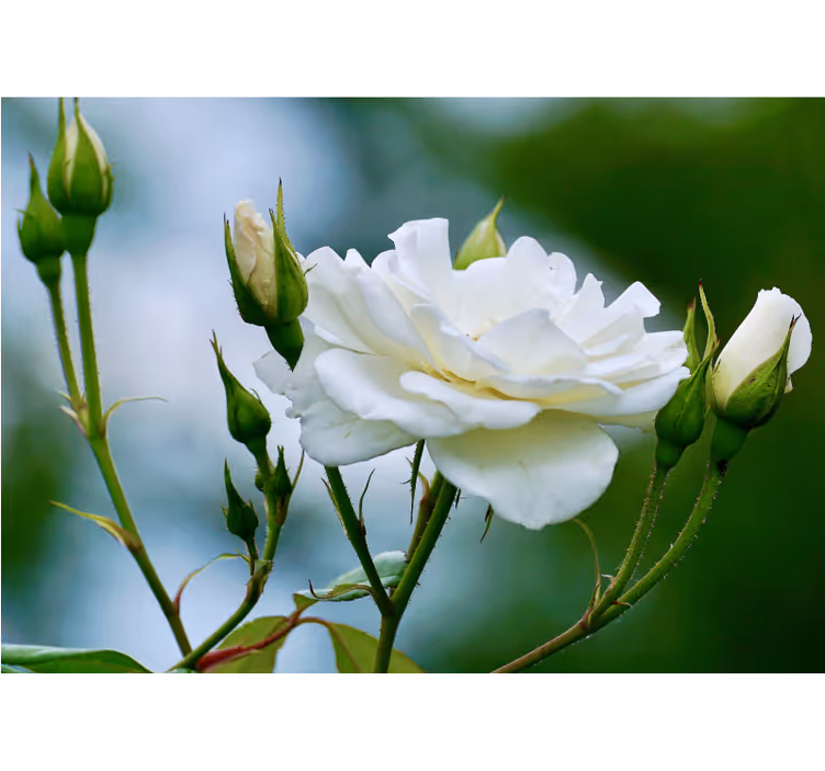 Tapisserie fleur rose blanche élégante - TenStickers