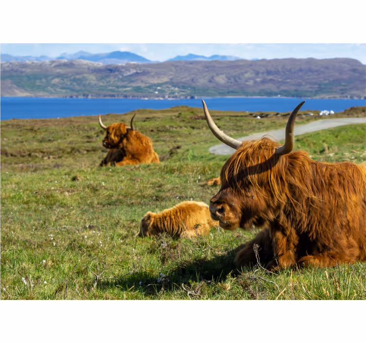 Papiers peints nature vaches des highlands paissant - TenStickers