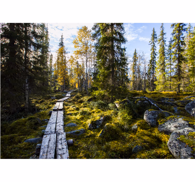 Tapisserie nature chemin paisible en forêt - TenStickers