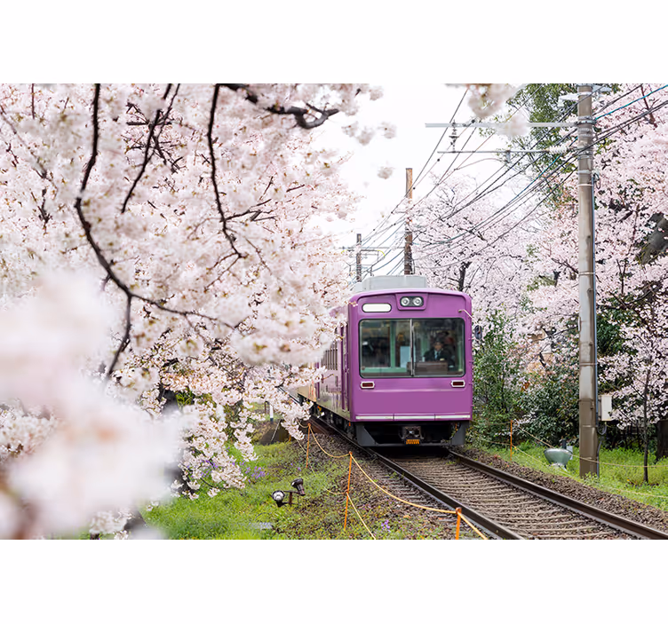 Tapisserie villes et pays train aux cerisiers en fleurs - TenStickers