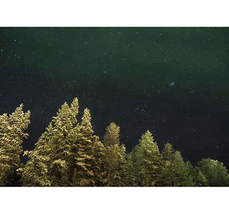 Tapisserie forêt Étoilée de pins - TenStickers