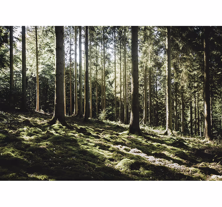 Tapisserie forêt scène de forêt tranquille - TenStickers