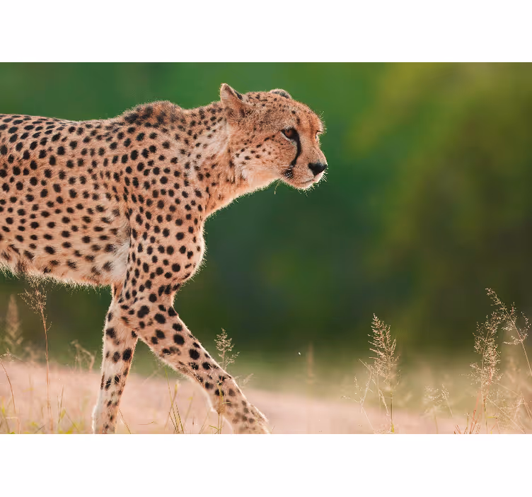 Tapisserie animaux guépard en mouvement - TenStickers
