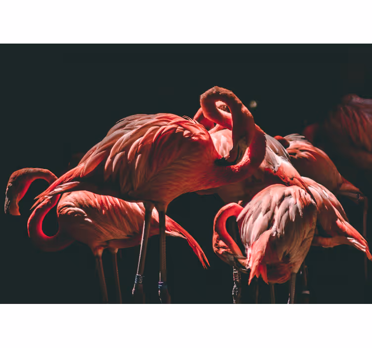 Tapisserie animaux flamant rose sérénité - TenStickers