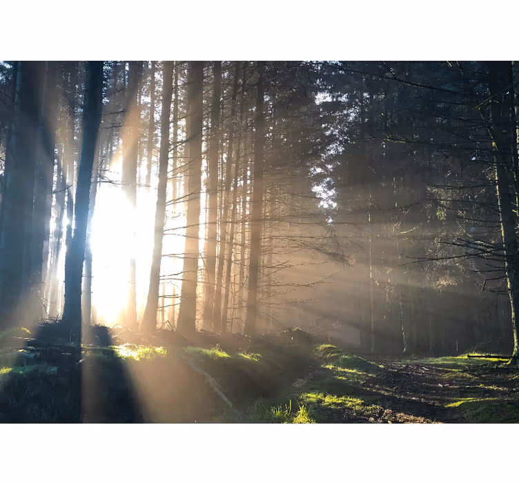 Tapisserie forêt chemin forestier - TenStickers