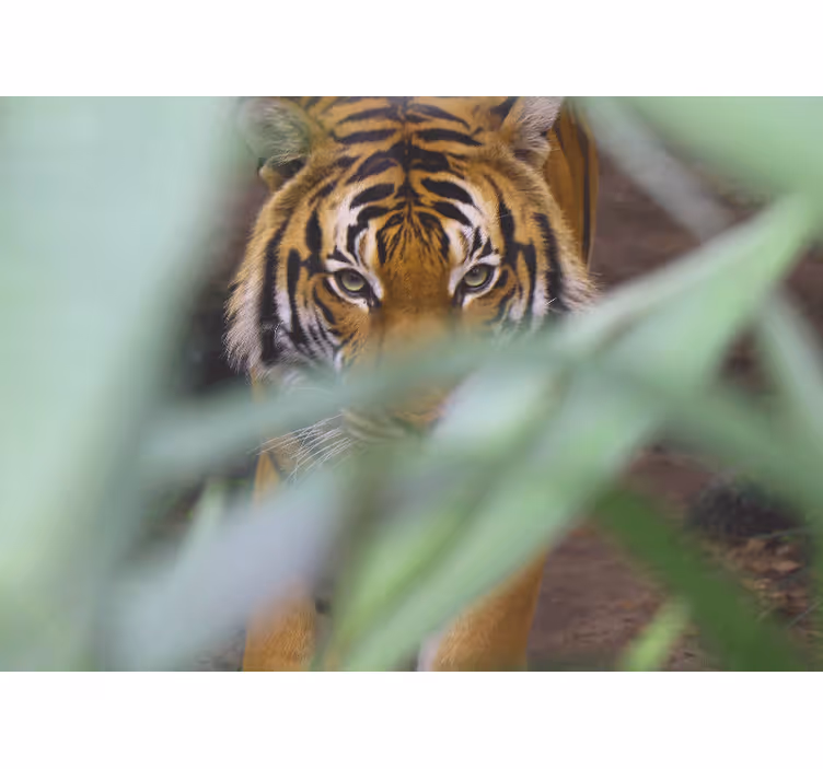 Tapisserie animaux tigre dans la nature - TenStickers