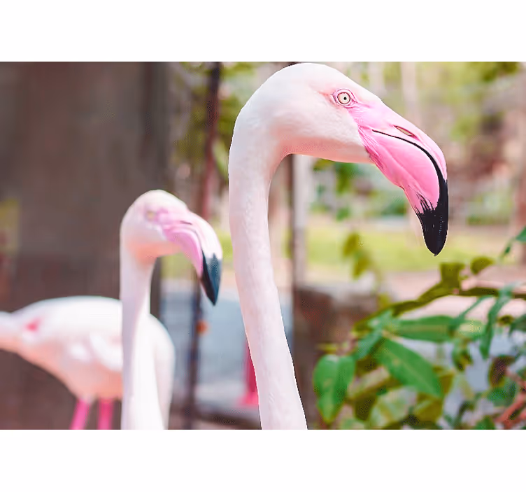 Tapisserie autres animaux paire de flamants Élégants - TenStickers