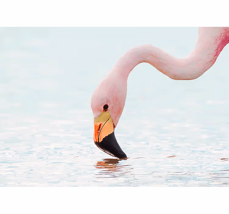 Tapisserie autres animaux flamant rose réflexion eau - TenStickers