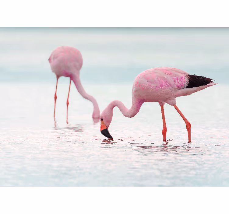 Tapisserie animaux scène d'alimentation des flamants - TenStickers