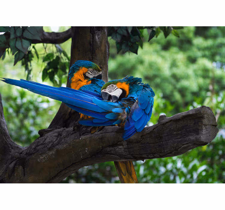 Tapisserie animaux perroquets colorés en couple - TenStickers