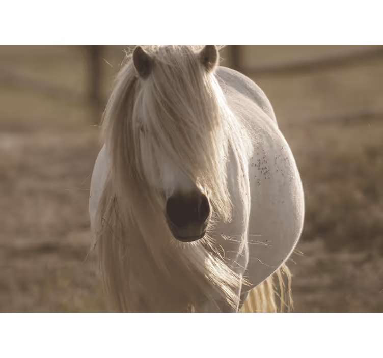 Tapisserie autres animaux cheval blanc royal - TenStickers