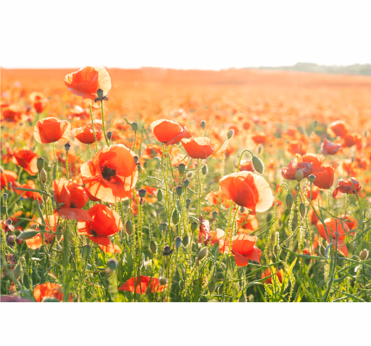 Tapisserie coquelicots champs de coquelicots ensoleillés - TenStickers