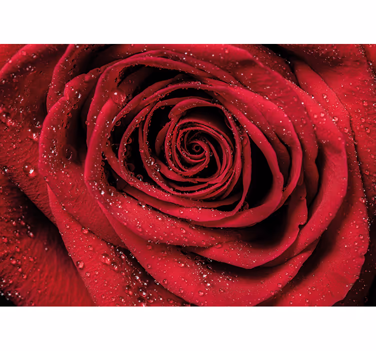 Tapisserie fleur rose avec gouttes d'eau - TenStickers