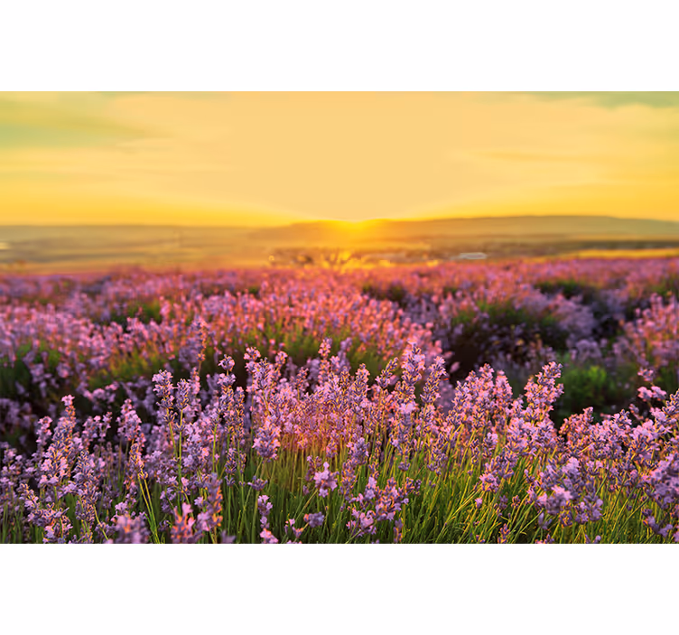 Tapisserie fleur champ de lavande au crépuscule - TenStickers