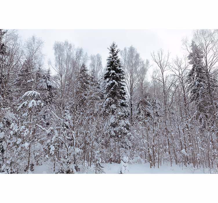 Tapisserie forêt scène de bois hivernale - TenStickers