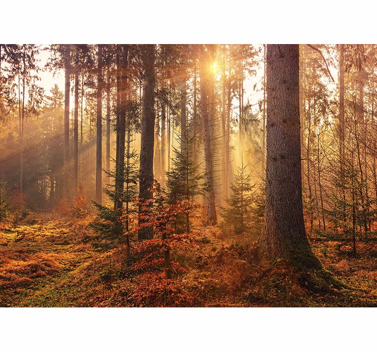Tapisserie forêt Éclat de forêt ensoleillée - TenStickers