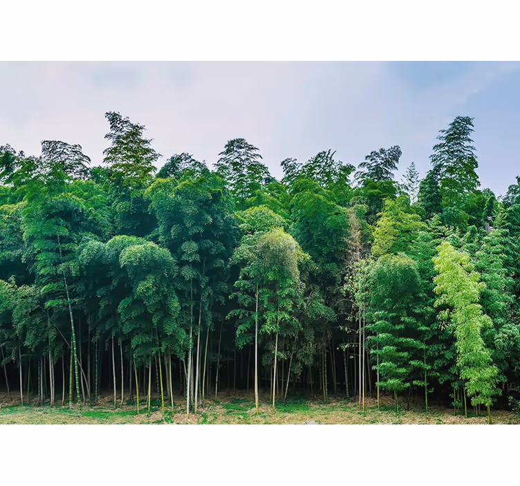 Tapisserie nature forêt de bambous - TenStickers