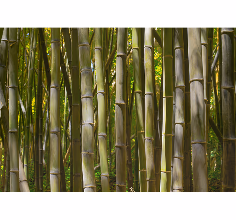 Tapisserie bambou bosquet de bambou serein - TenStickers