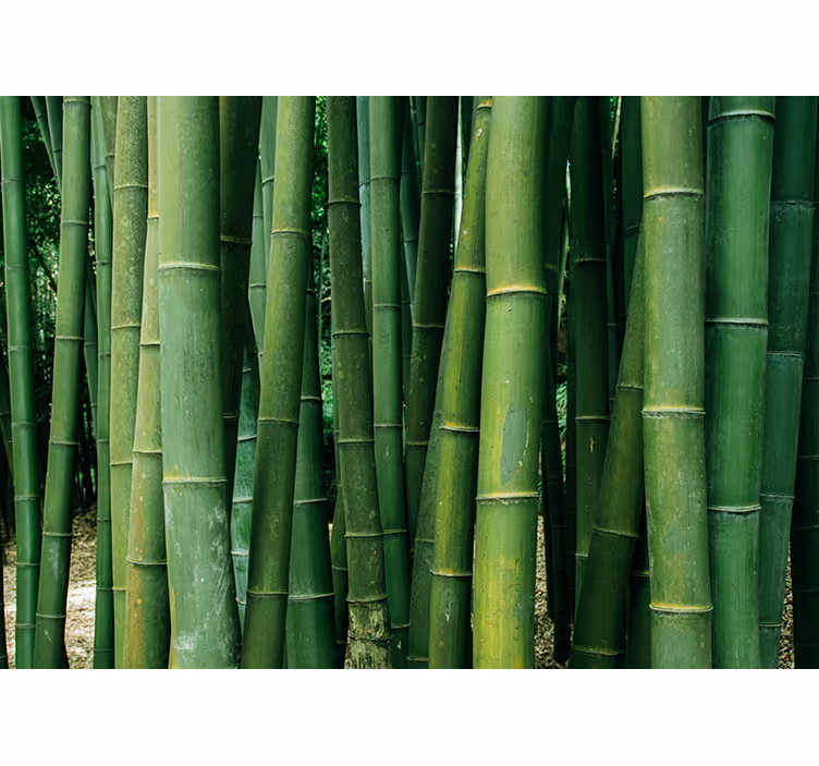 Tapisserie bambou forêt luxuriante - TenStickers