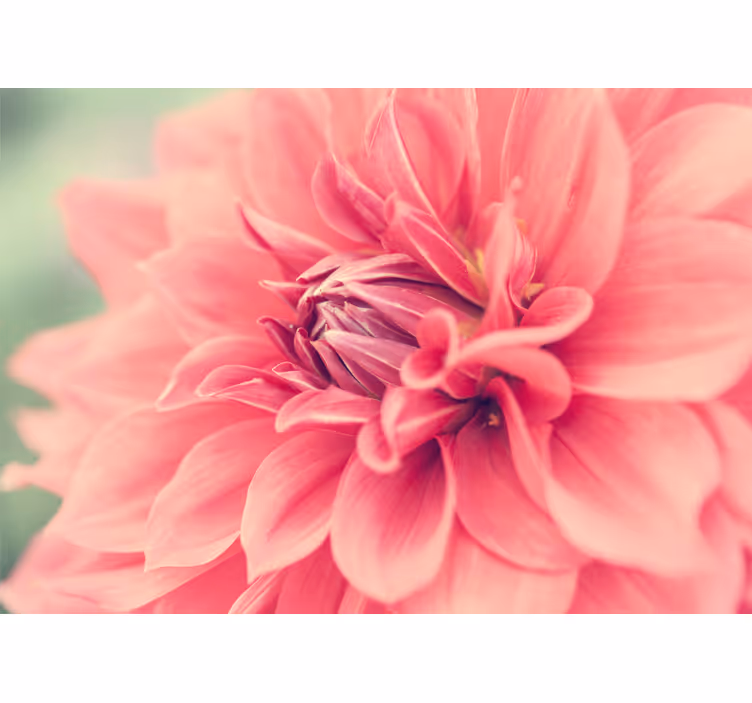 Tapisserie fleur pétale rose Éclatant - TenStickers