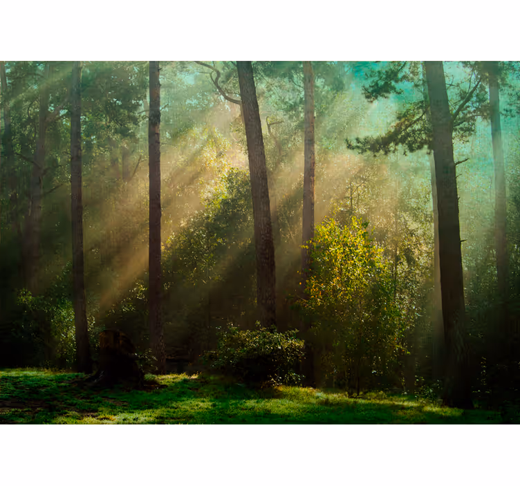 Tapisserie forêt scène de forêt envoûtante - TenStickers