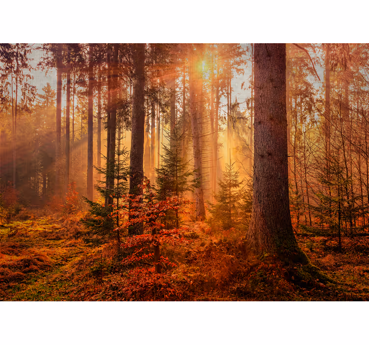 Tapisserie forêt illumination radieuse - TenStickers