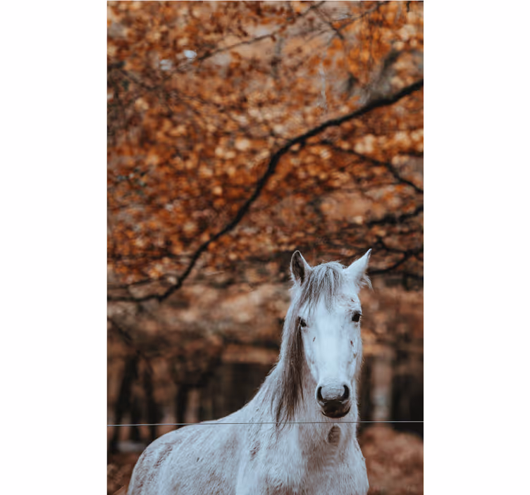 Tapisserie animaux majestueux cheval blanc - TenStickers