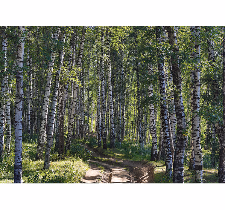 Tapisserie nature forêt de bouleaux sereine - TenStickers