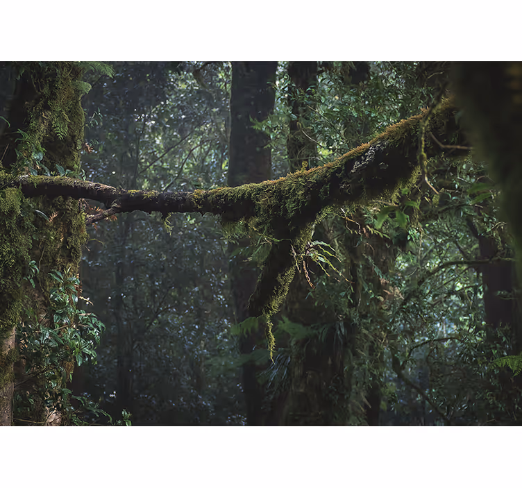 Tapisserie forêt feuillage verdoyant en hauteur - TenStickers