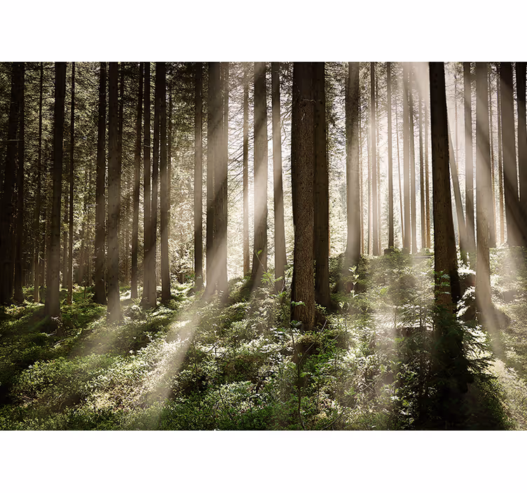 Tapisserie forêt rayons lumineux de la forêt - TenStickers