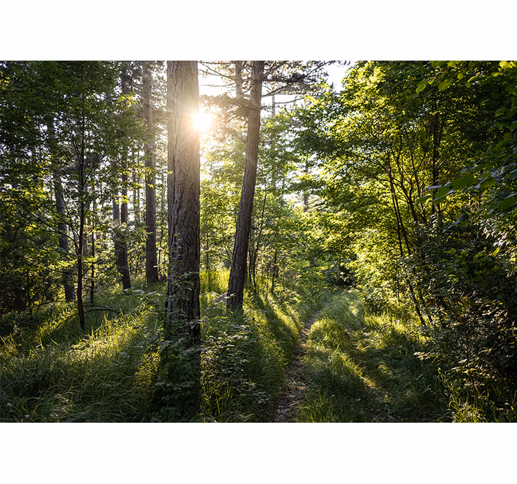Tapisserie nature chemin lumineux en forêt - TenStickers