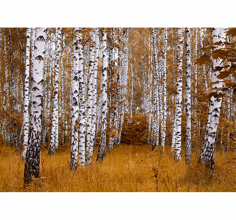 Tapisserie forêt bosquet de bouleaux - TenStickers
