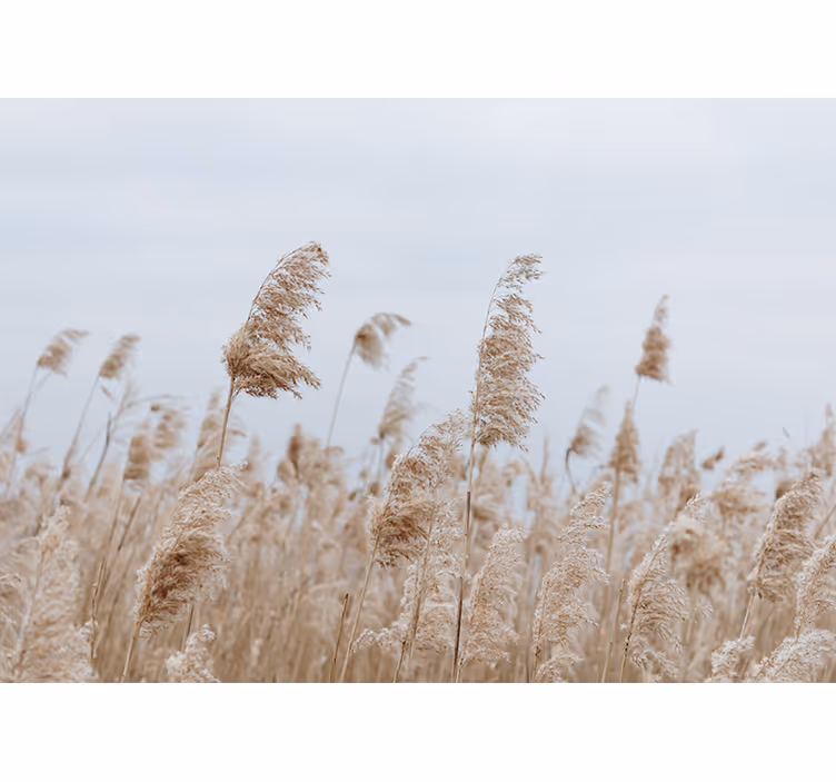 Tapisserie prairie sérénité de l'herbe de la pampa - TenStickers