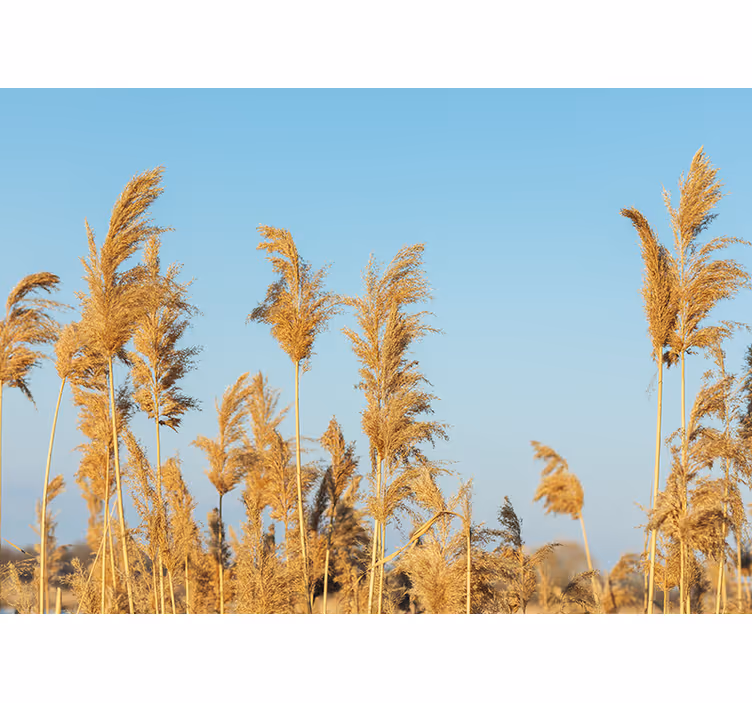 Tapisserie nature prairies de graminées dorées - TenStickers