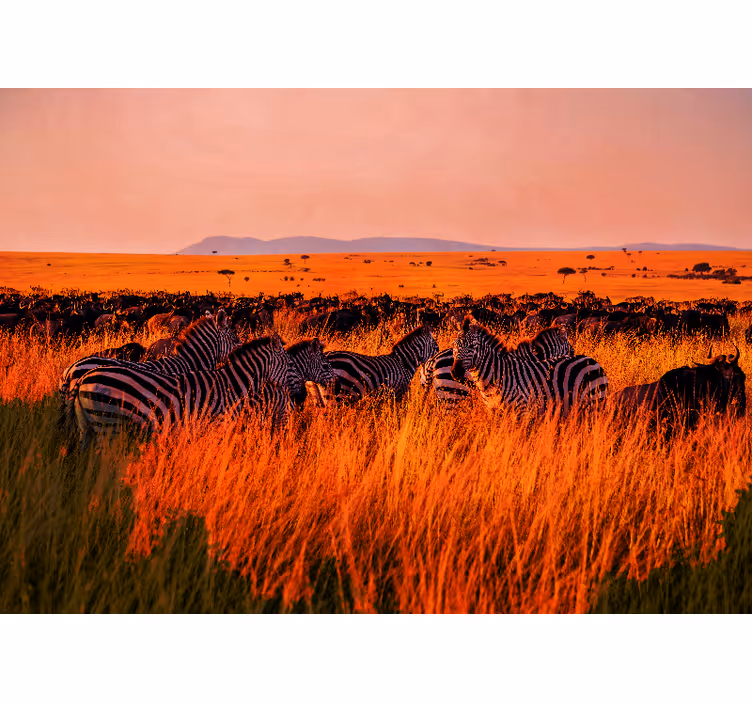 Papiers peints nature zèbres dans le serengeti - TenStickers