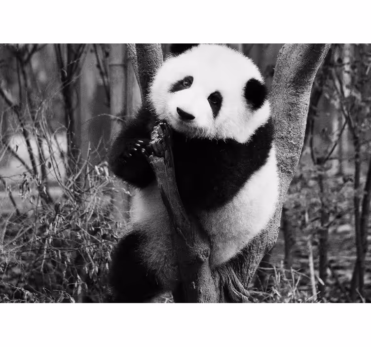 Tapisserie animaux panda sur un arbre - TenStickers
