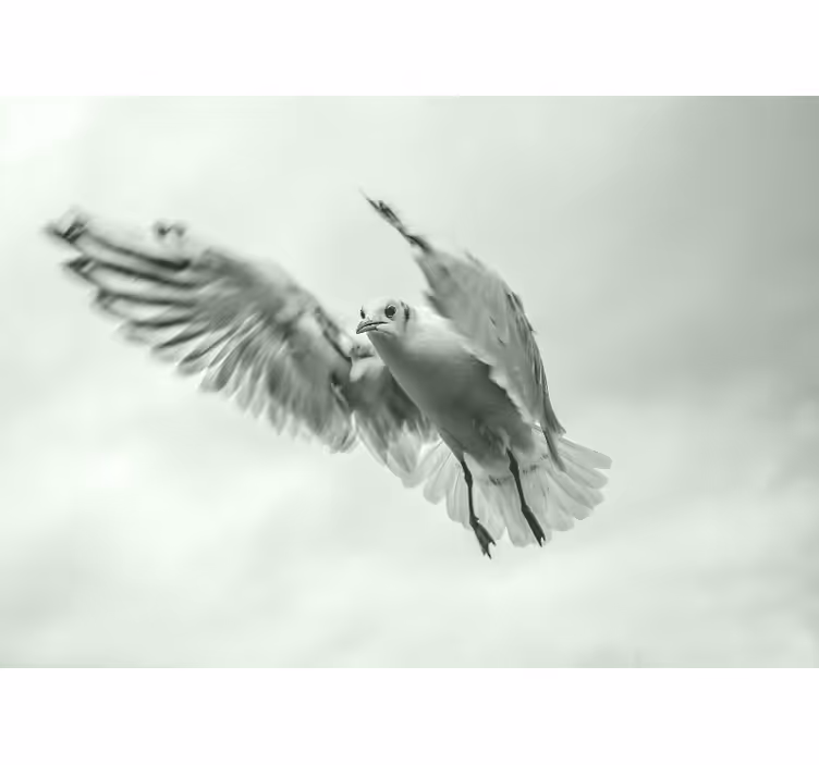 Tapisserie animaux oiseau blanc volant - TenStickers