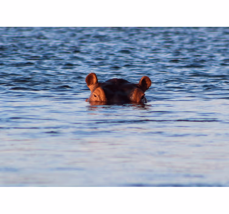Tapisserie animaux hippopotame nageant paisiblement - TenStickers