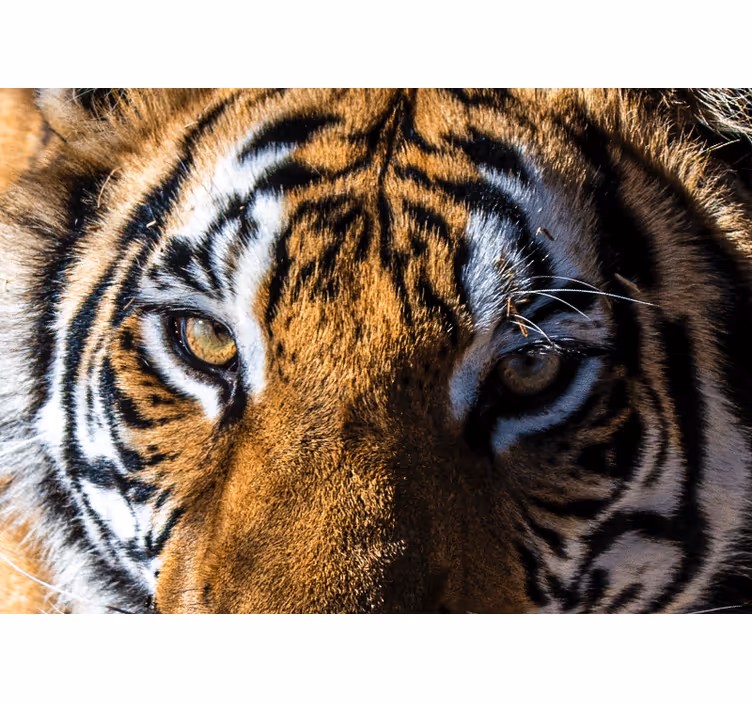 Tapisserie animaux gros plan sur un tigre magnifique - TenStickers