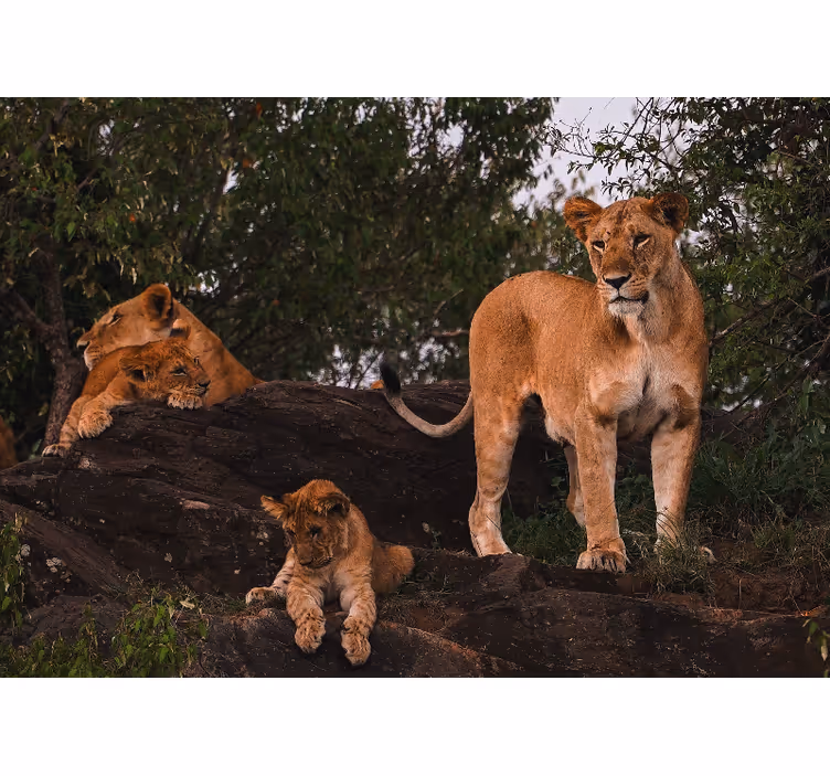 Tapisserie lion famille de fierté féminine - TenStickers