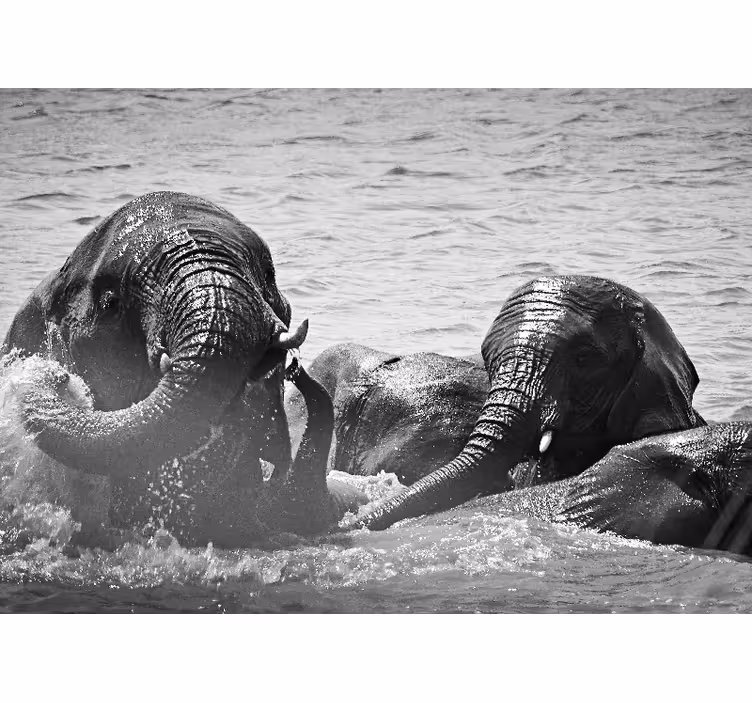 Tapisserie animaux éléphants dans le liquide - TenStickers