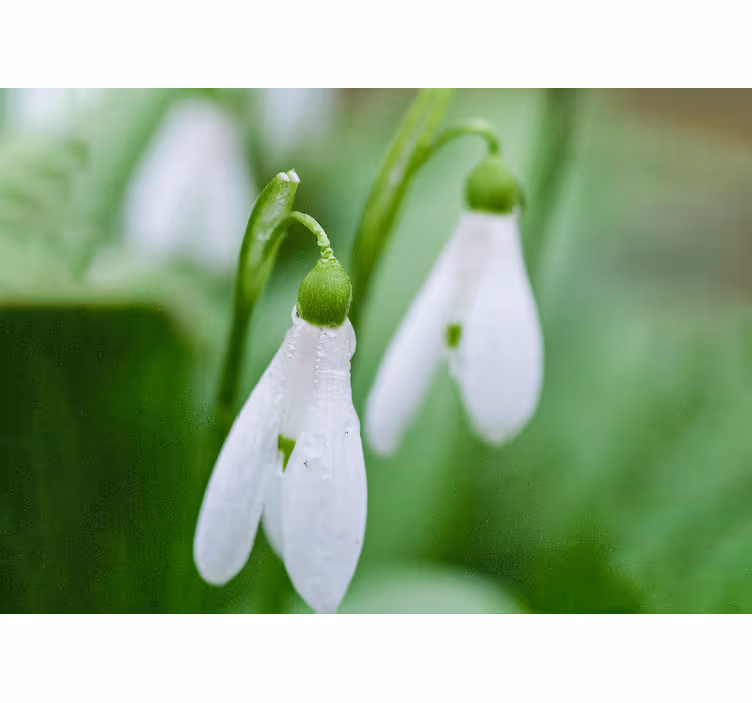 Tapisserie fleur Élégance florale goutte de neige - TenStickers