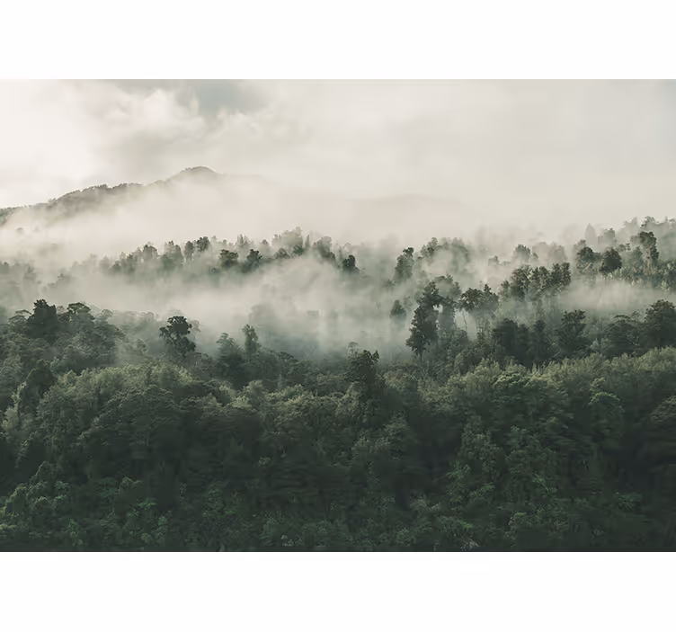 Tapisserie nature paysage forestier brumeux - TenStickers