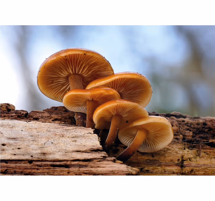 Tapisserie fleur champignon en grappe - TenStickers
