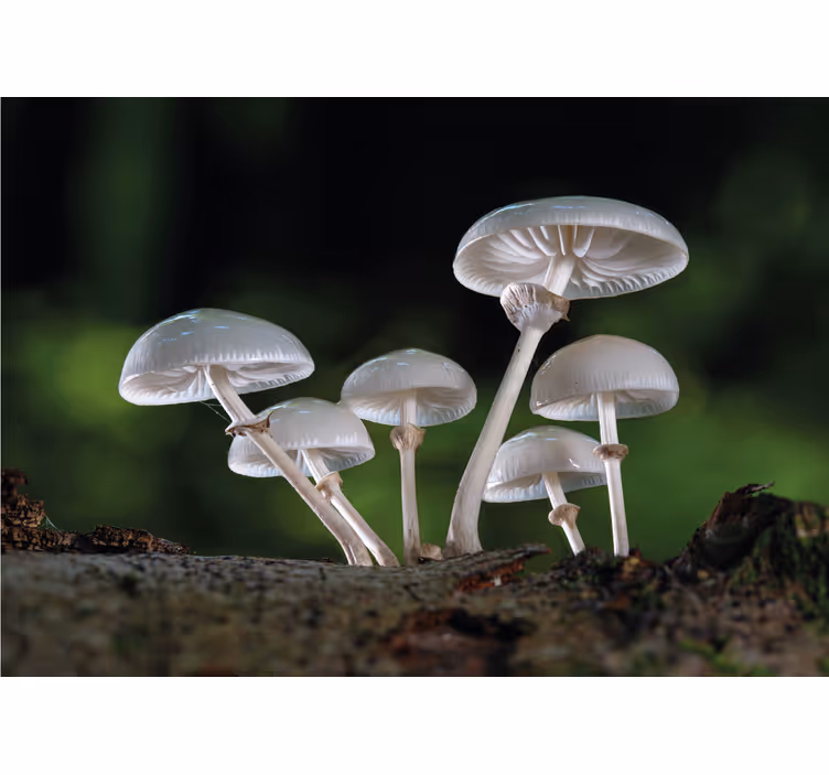 Tapisserie nature croissance de champignons en cluster - TenStickers