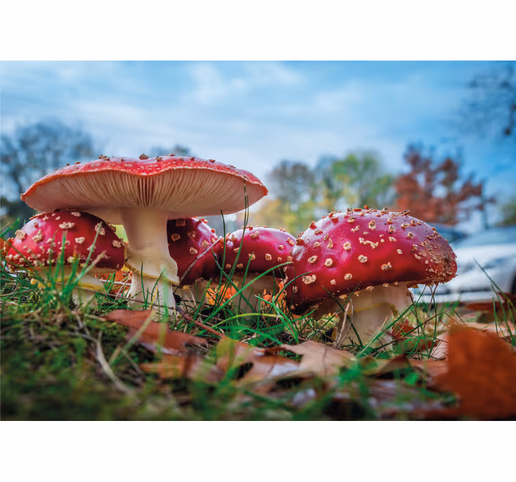 Tapisserie nature champignons rouges en cluster - TenStickers