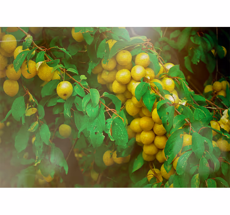 Tapisserie fleur verdoyante et fruits luxuriants - TenStickers