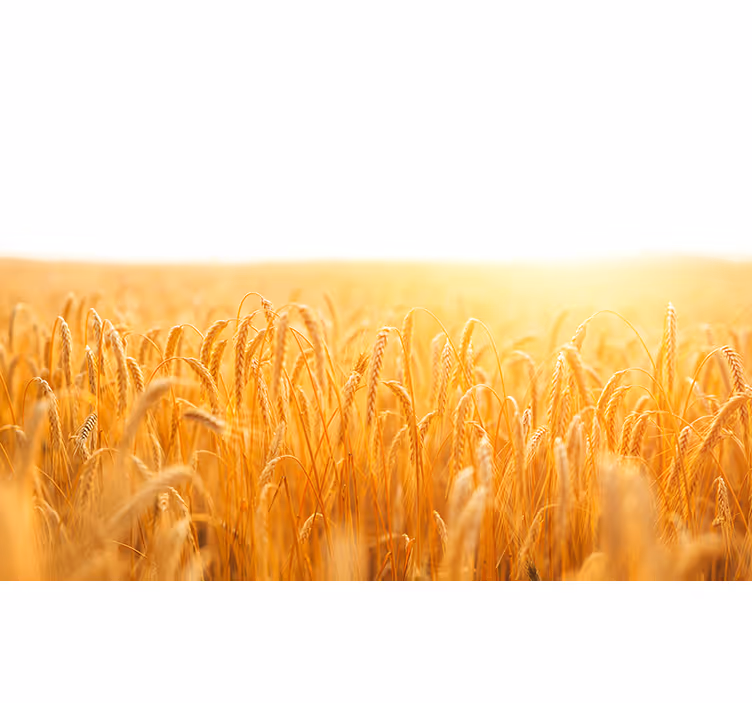 Tapisserie nature prairie de grains dorés - TenStickers